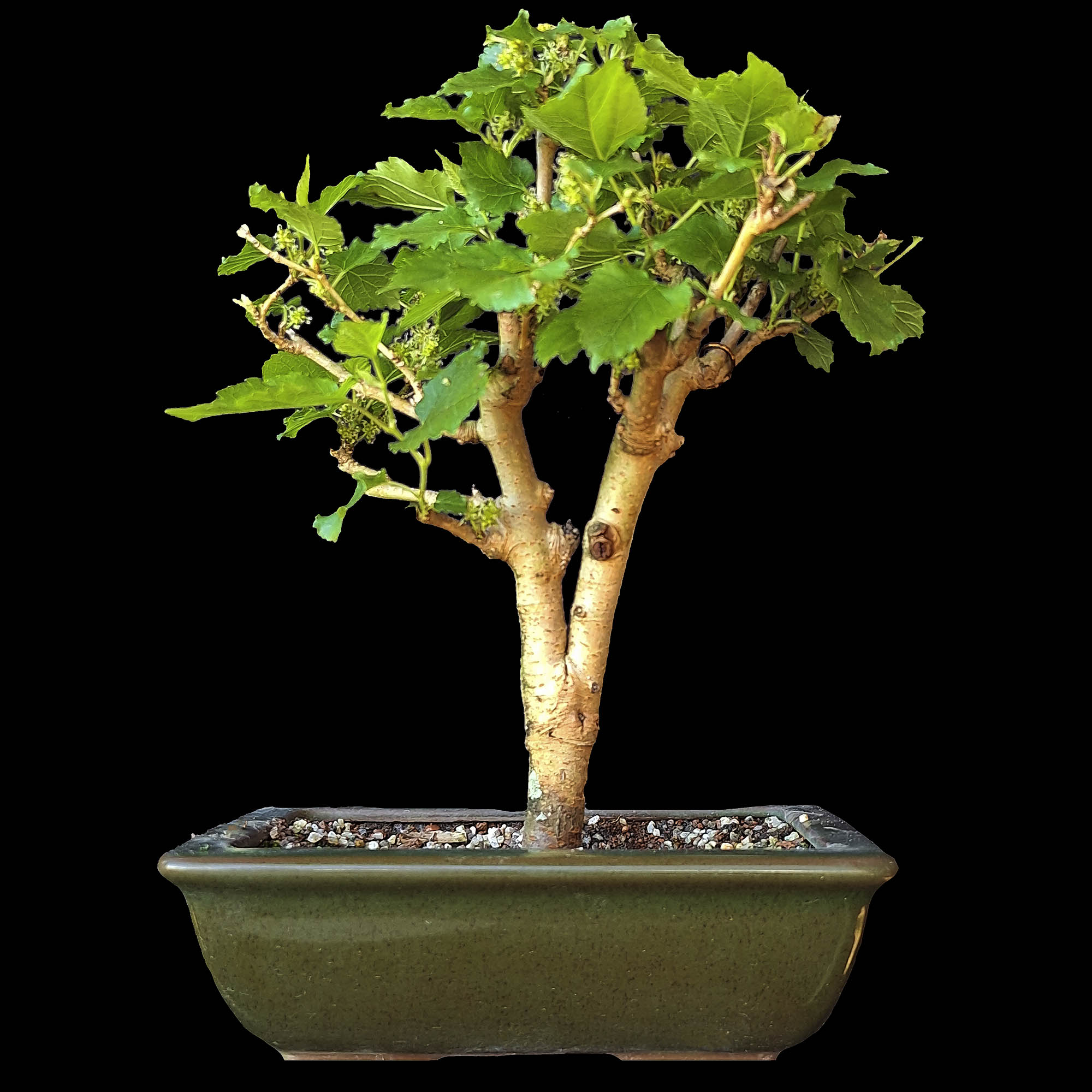 Amoreira - 9 anos - 31cm