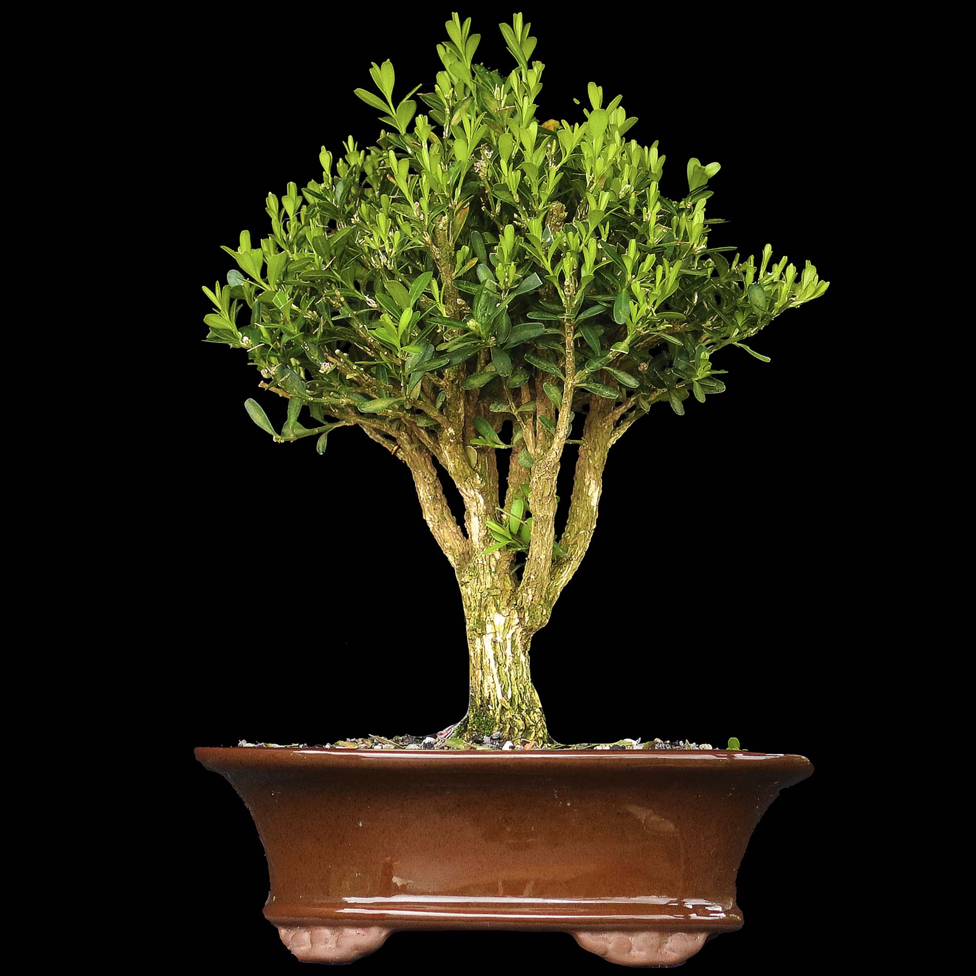 Buxus - 8 anos - 26cm