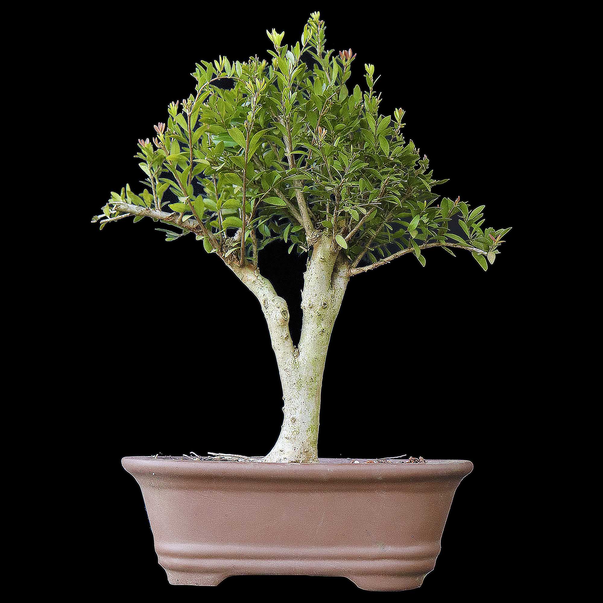 Cambui - 10 anos - 30cm