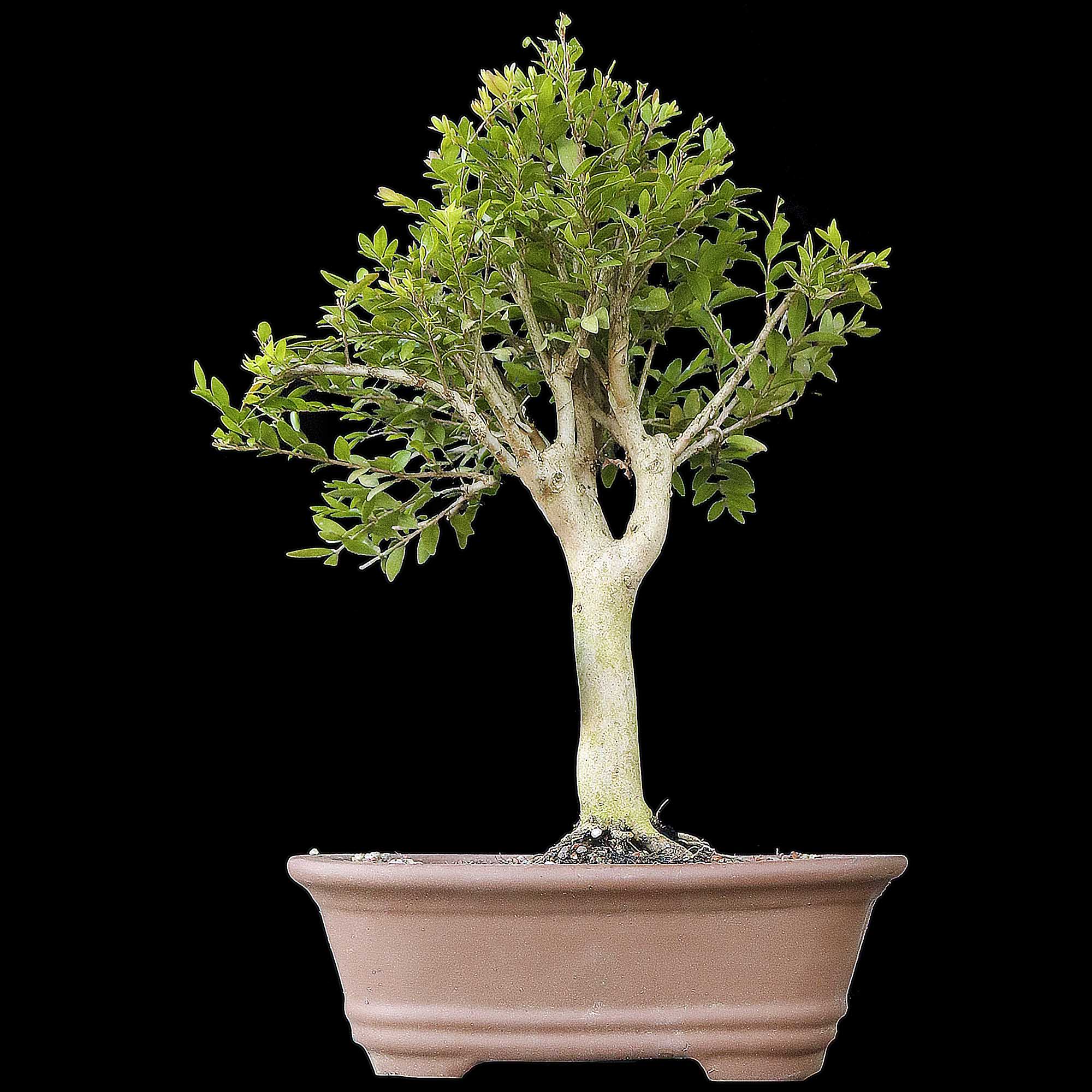 Cambui - 10 anos - 32cm