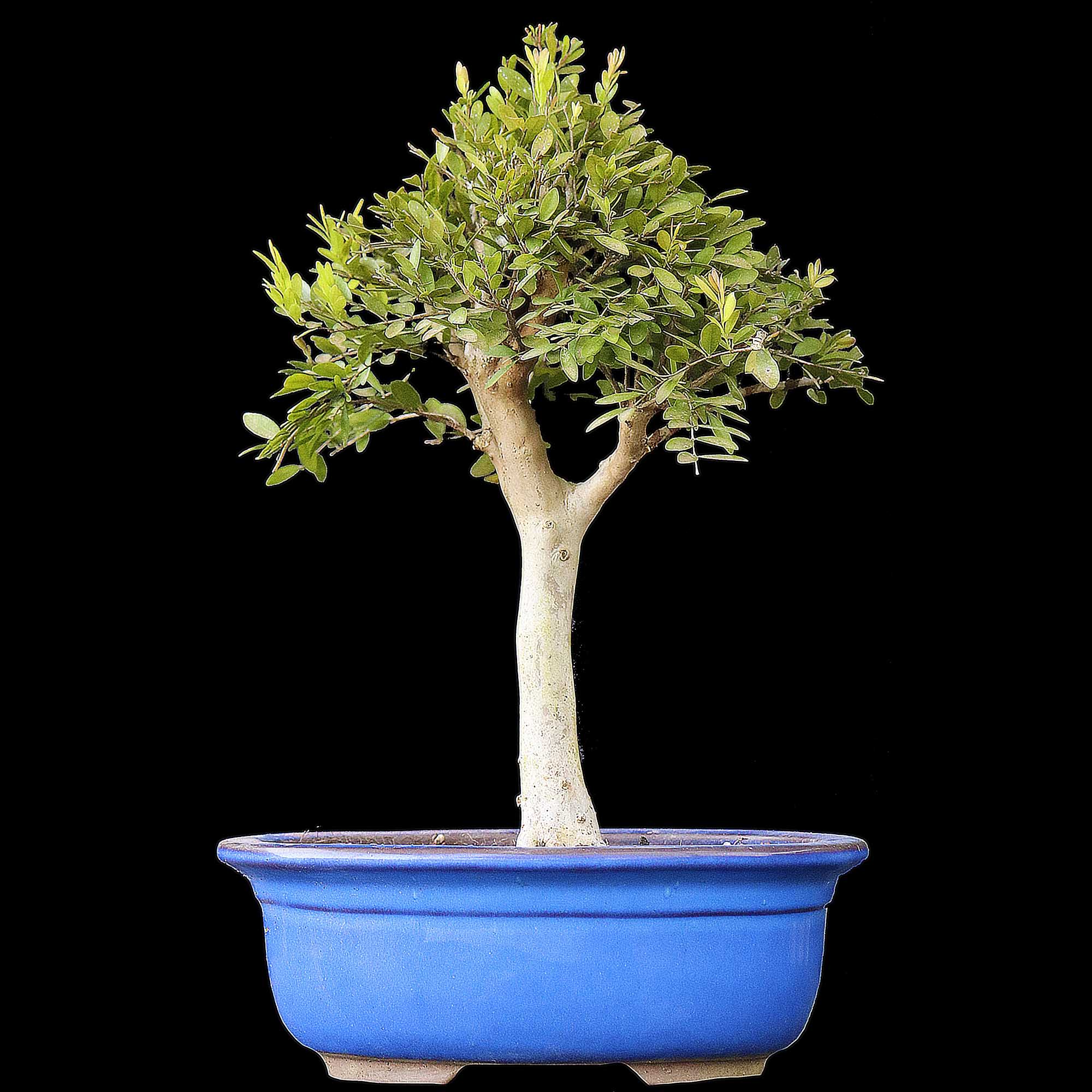 Cambui - 10 anos - 33cm