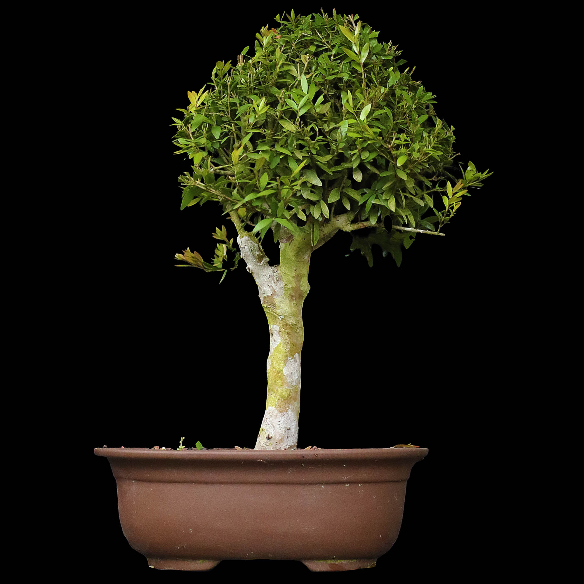 Cambui - 10 anos - 36cm