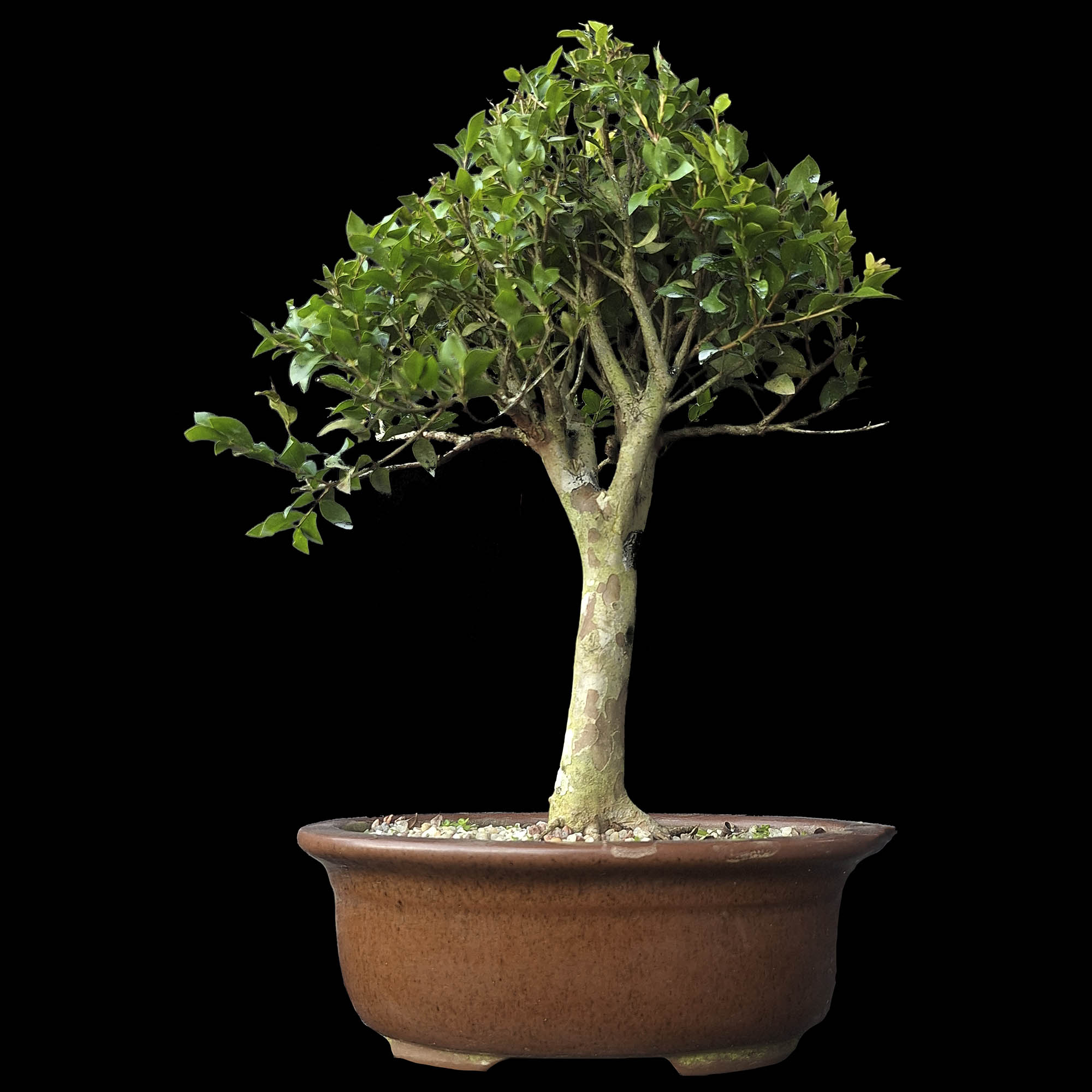 Cambui - 10 anos - 37cm