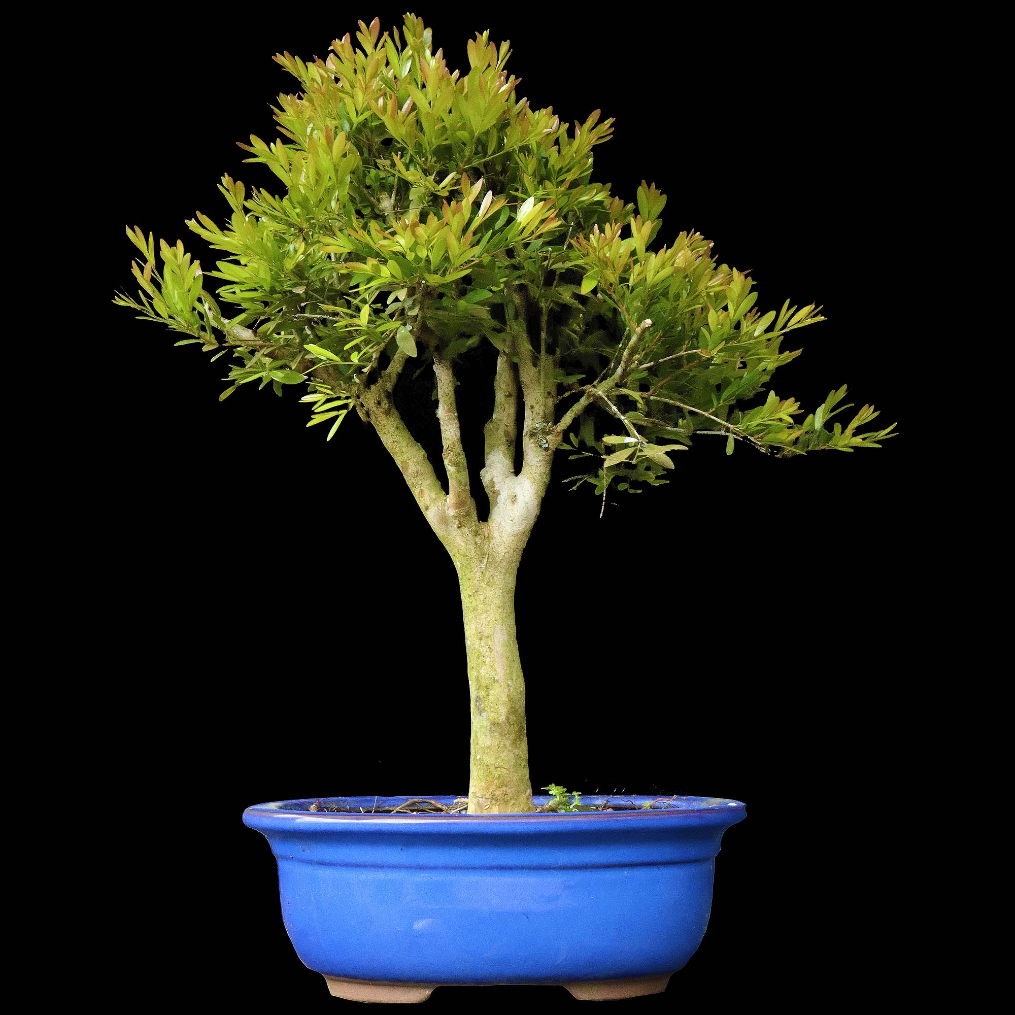 Cambui - 12 anos - 38cm