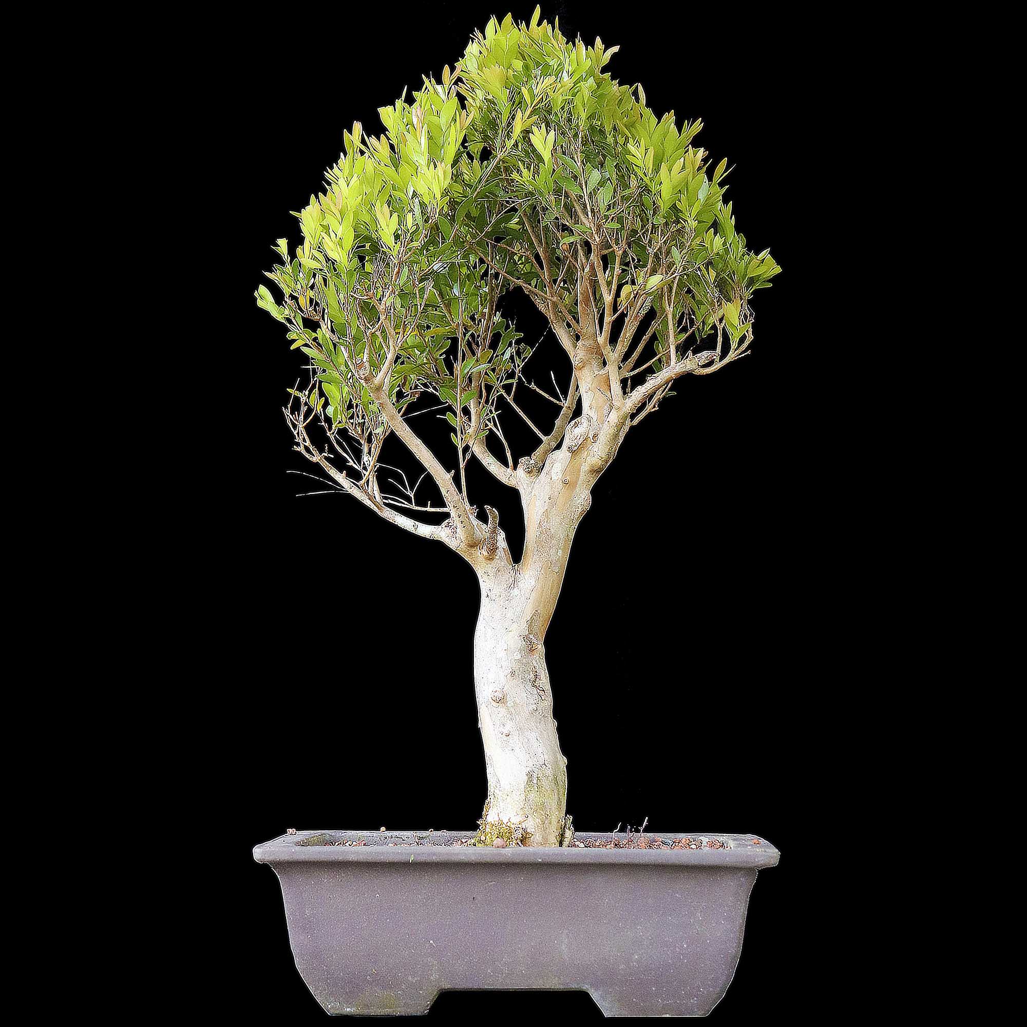 Cambui - 14 anos - 48cm