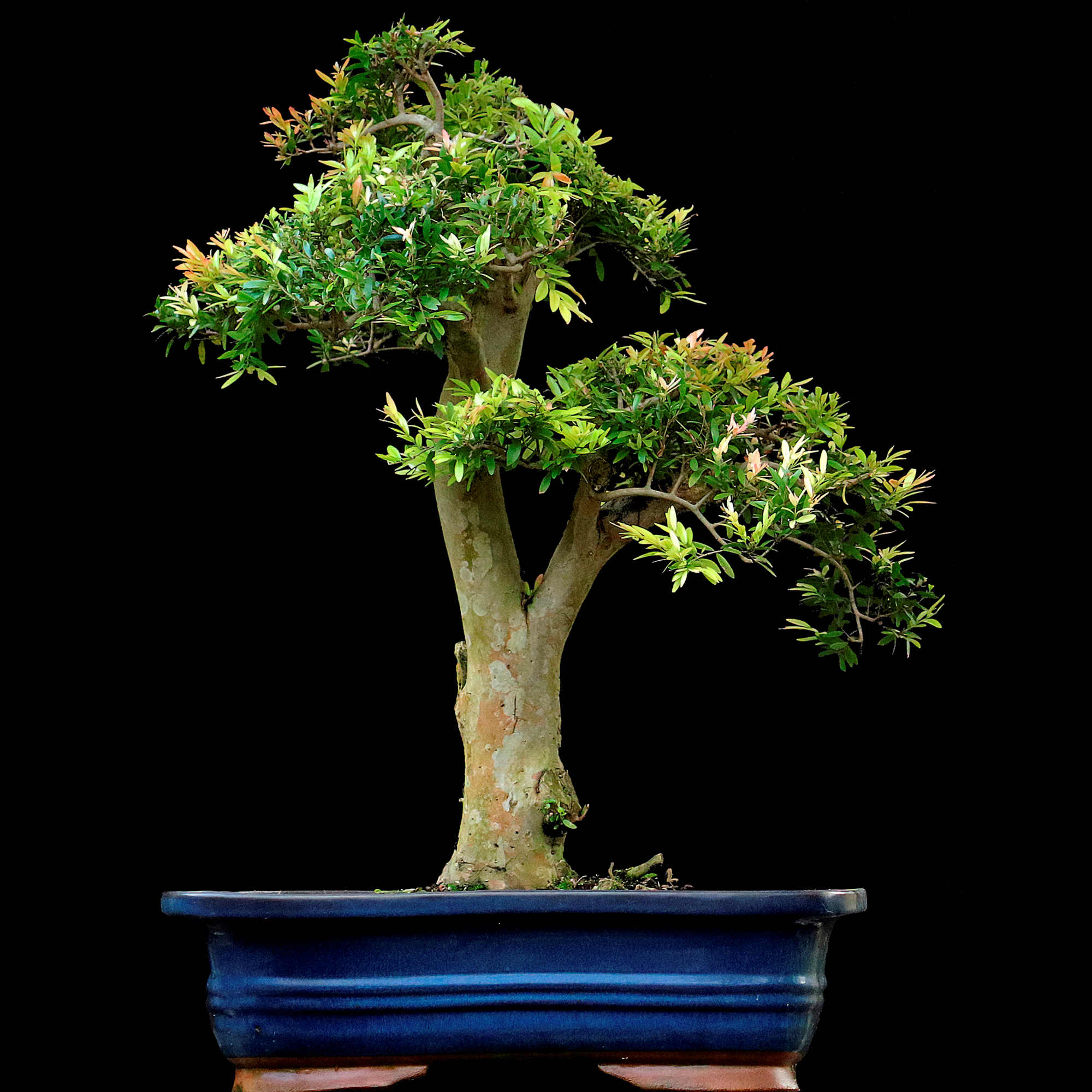 Cambui - 20 anos - 60cm