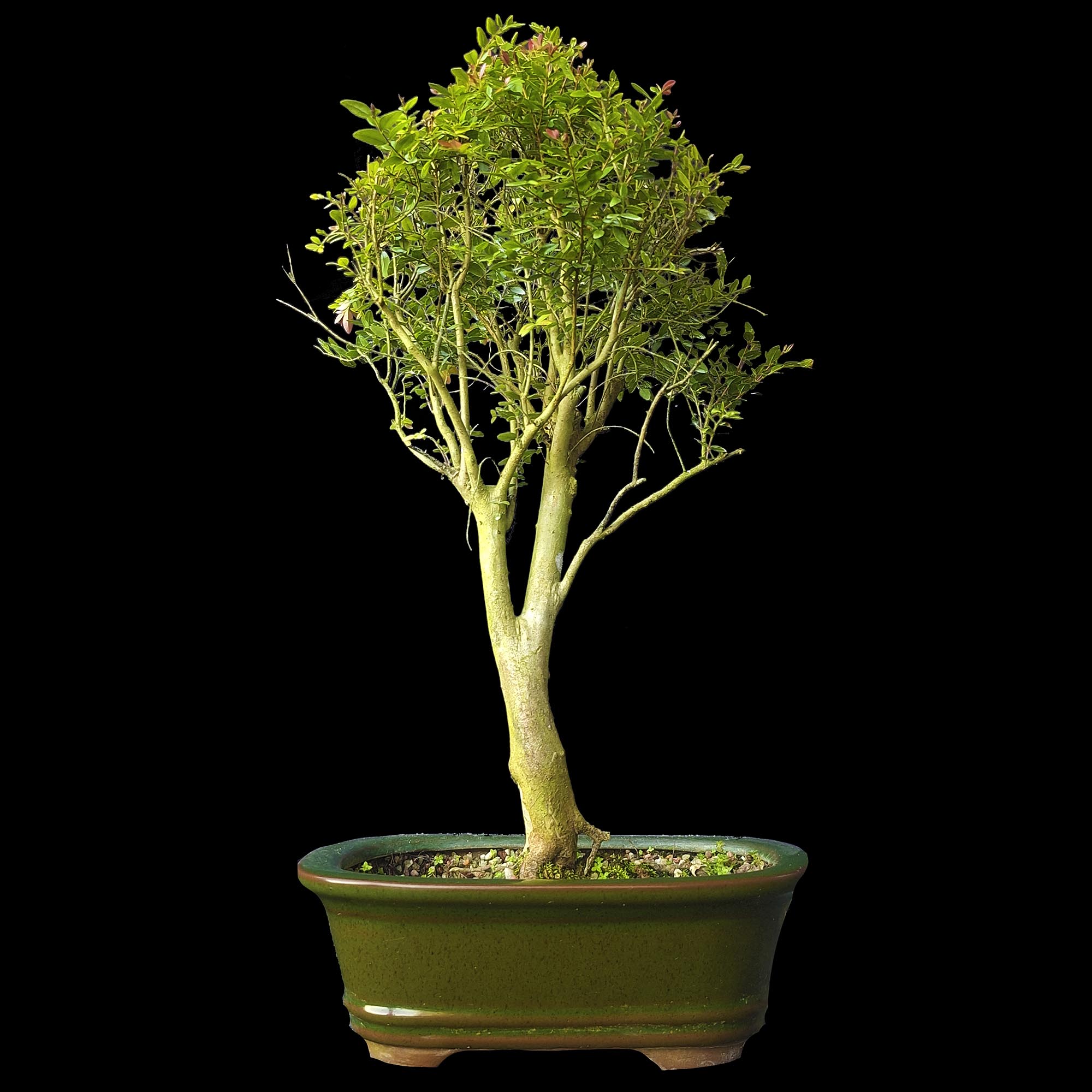 Cambui - 9 anos - 42cm