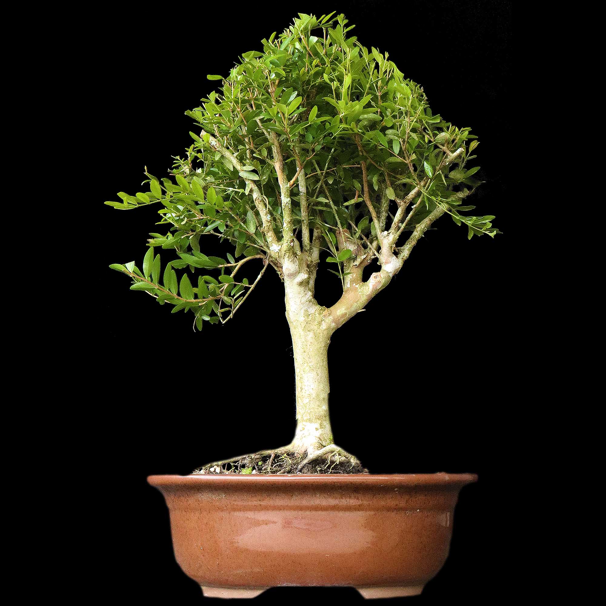 Cambui - 11 anos - 37cm