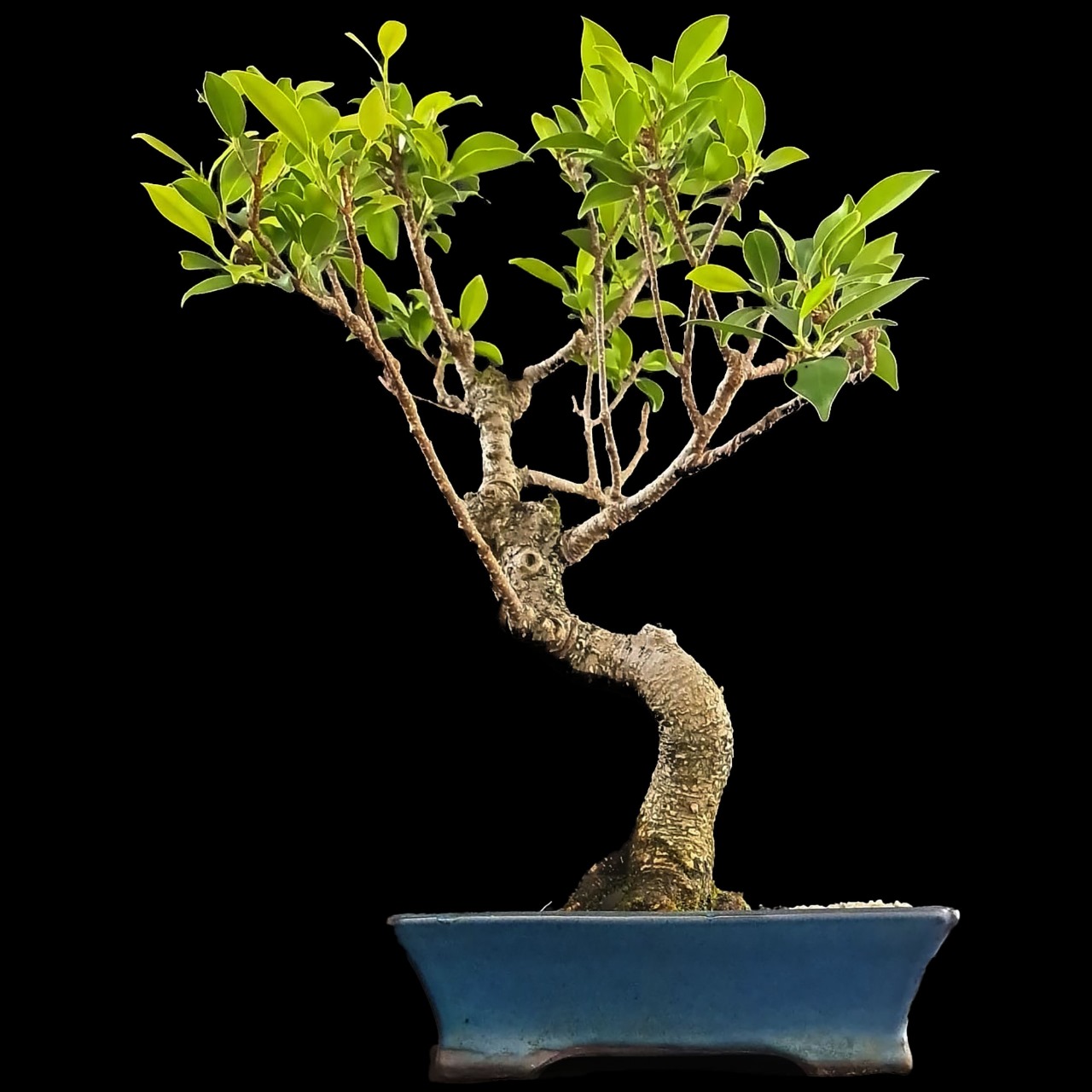 Ficus