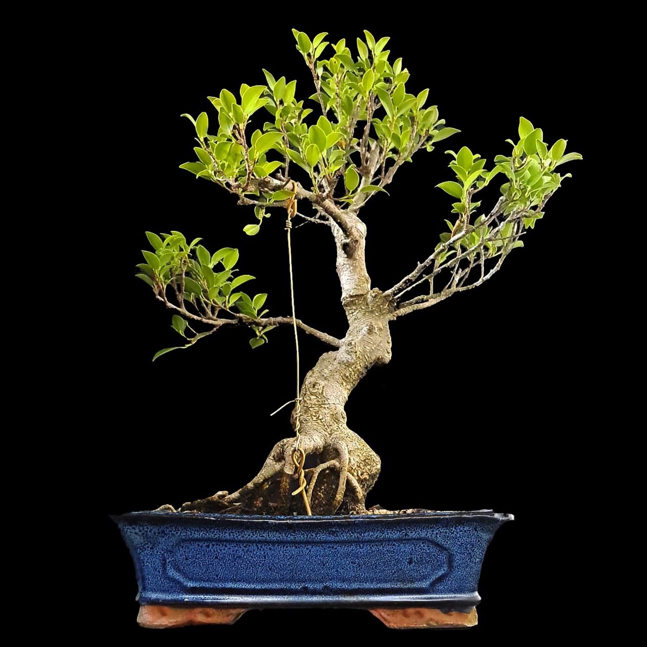 Ficus - 16 anos - 49cm