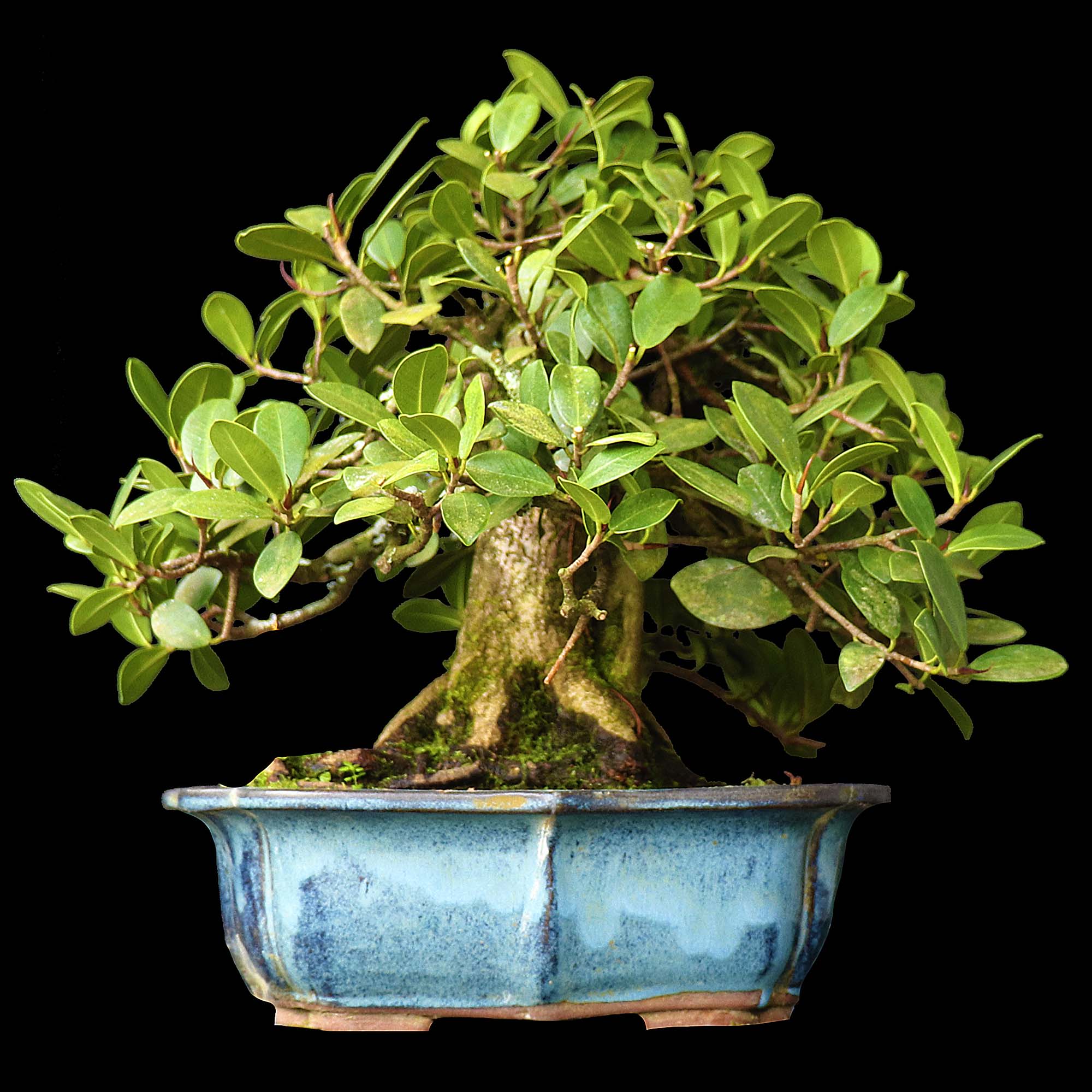 Ficus Panda - 19 anos - 36cm