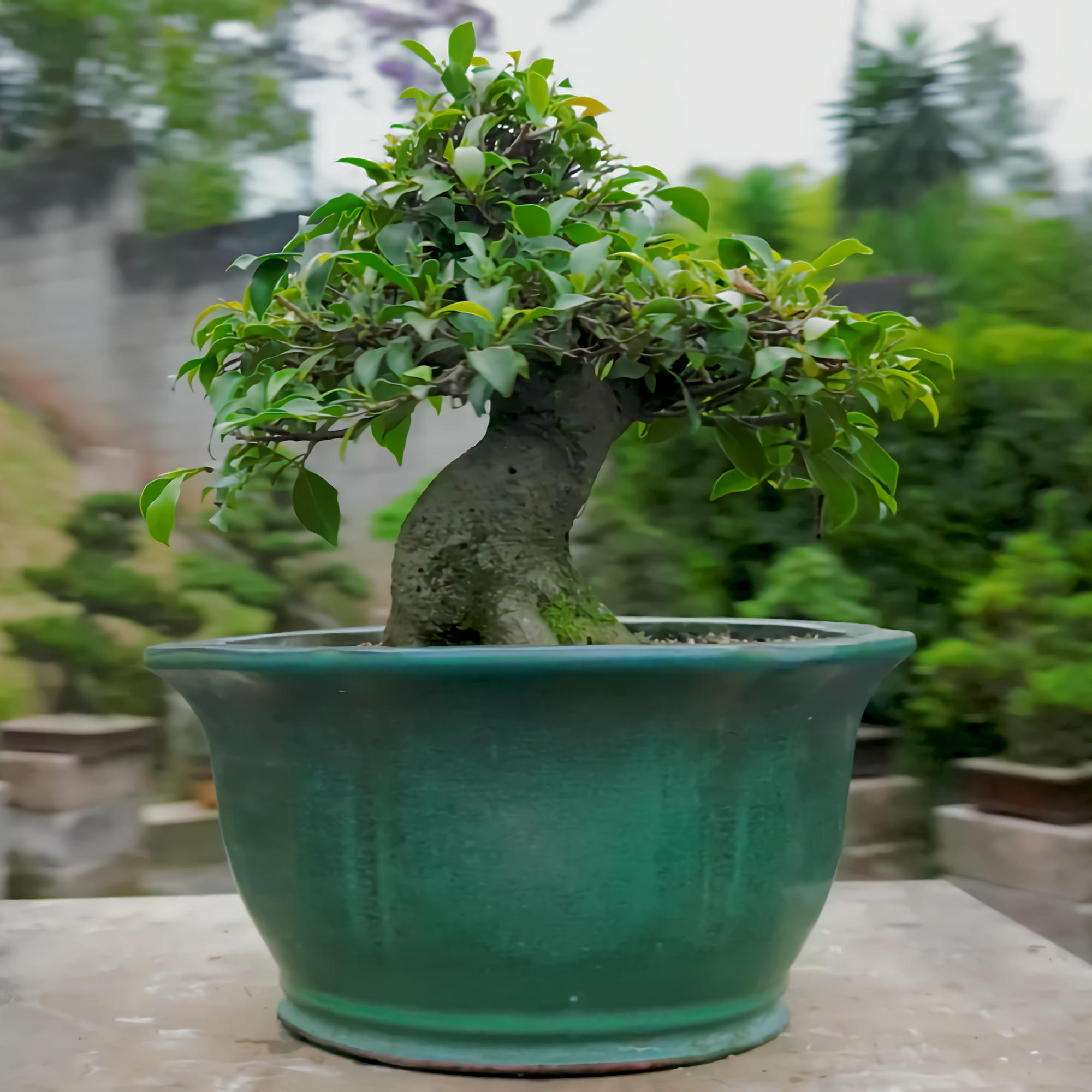 Ficus Retusa - 16 anos - 48cm