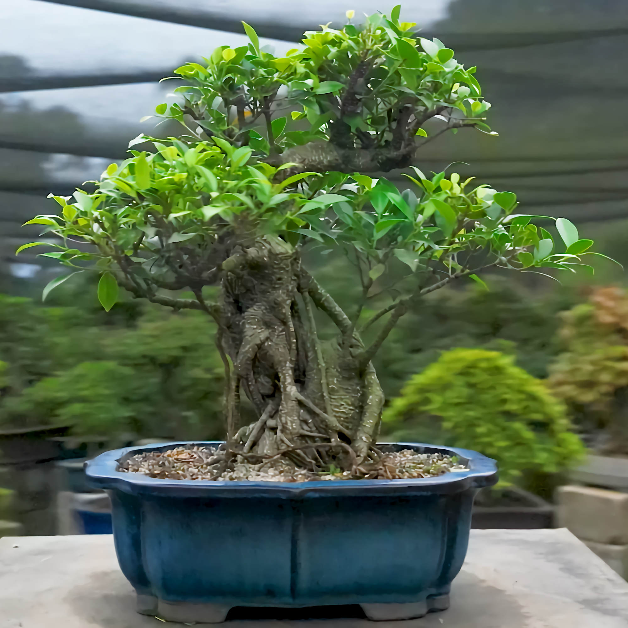 Ficus Retusa - 19 anos - 52cm
