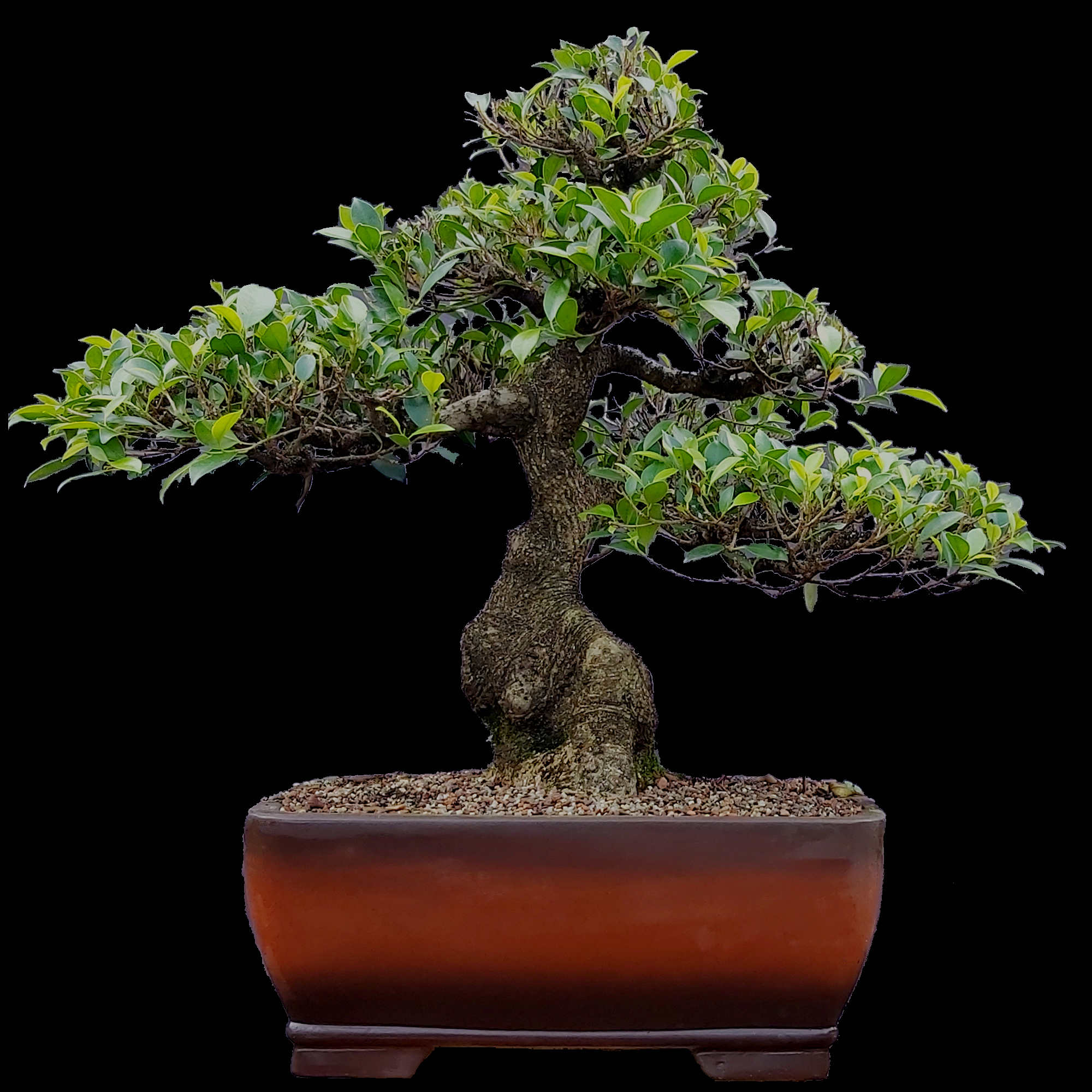 Ficus Retusa - 25 anos - 69cm