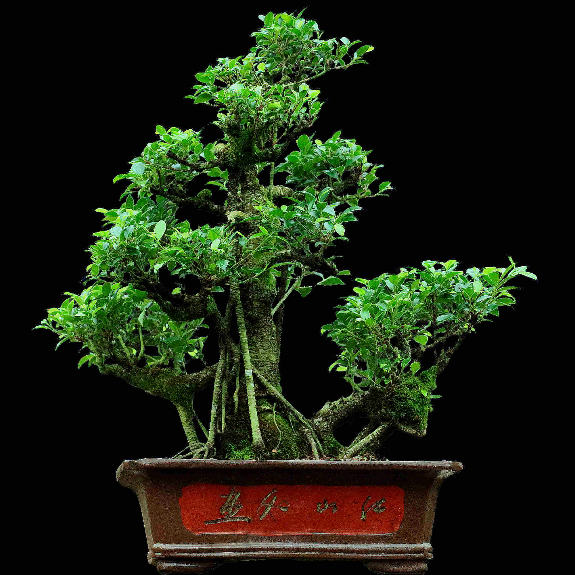 Ficus Retusa - 25 anos - 85cm