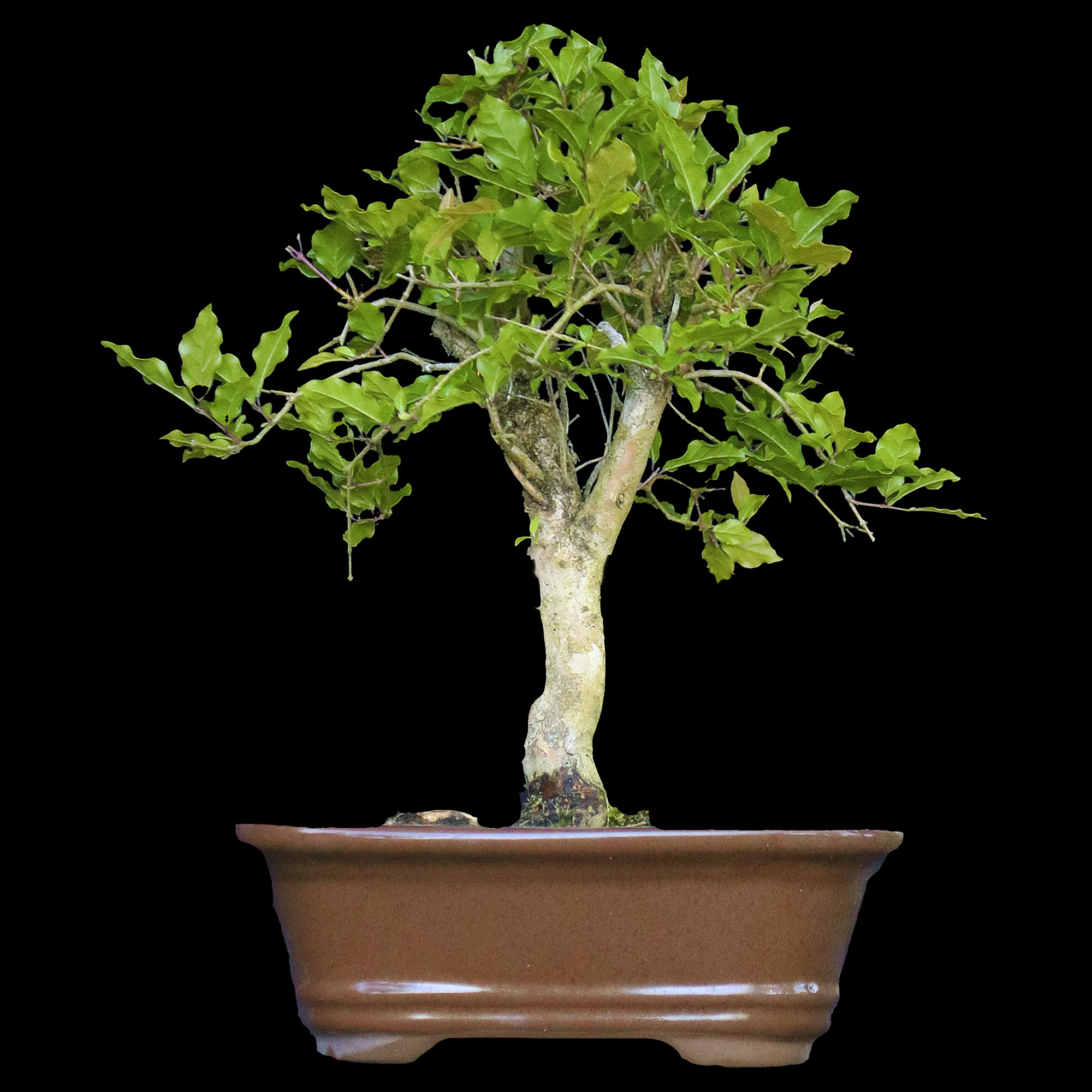 Gabiroba - 8 anos - 31cm