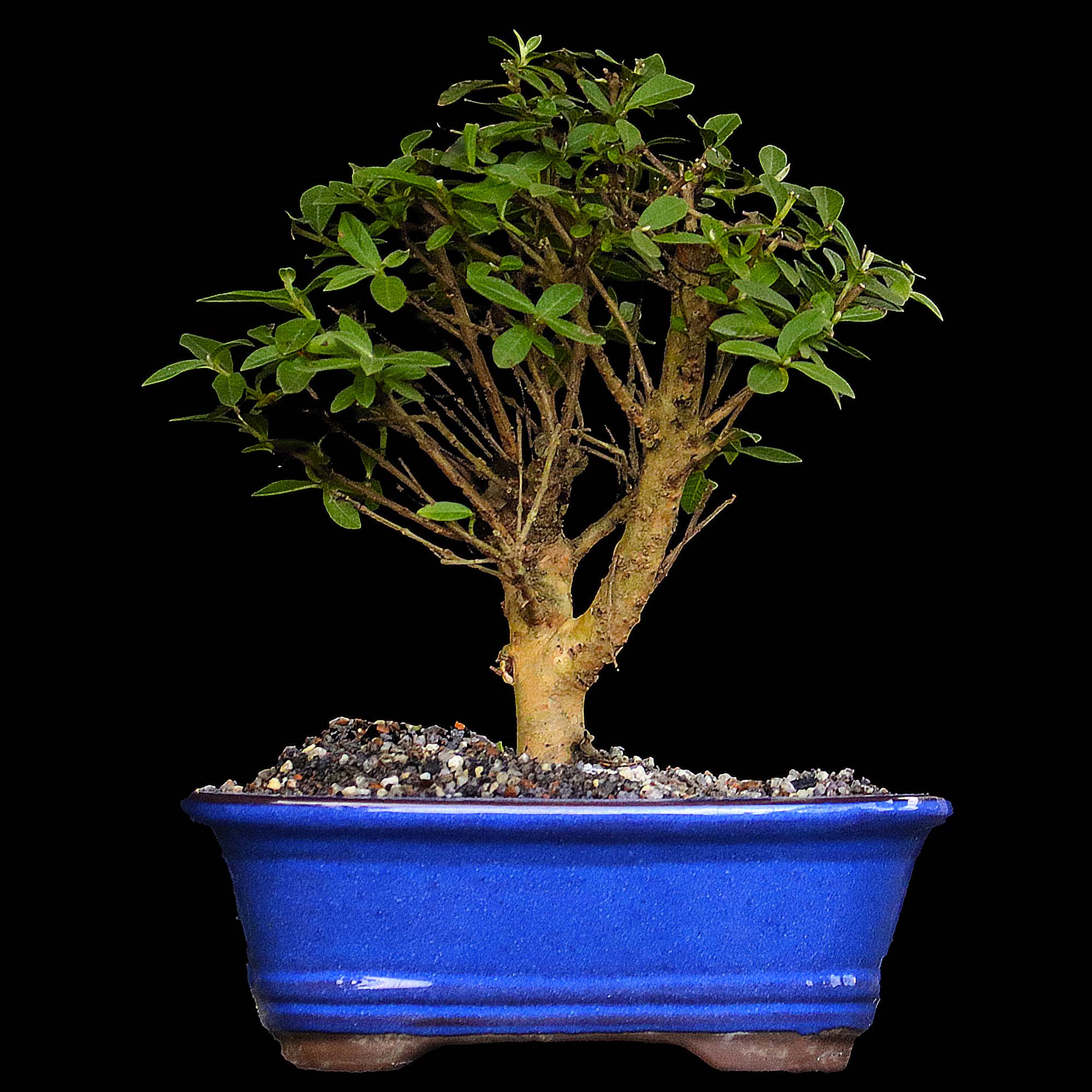 Goiabeira - 8 anos - 28cm