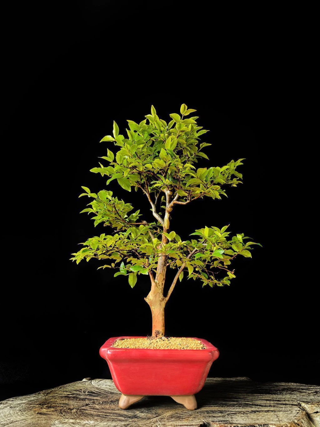 Bonsai de Jabuticaba 12 Anos - Exemplar B