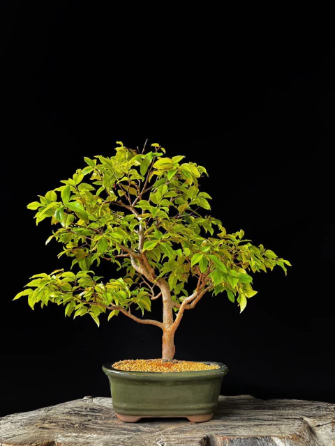 Bonsai de Jabuticaba 12 Anos - Exemplar C
