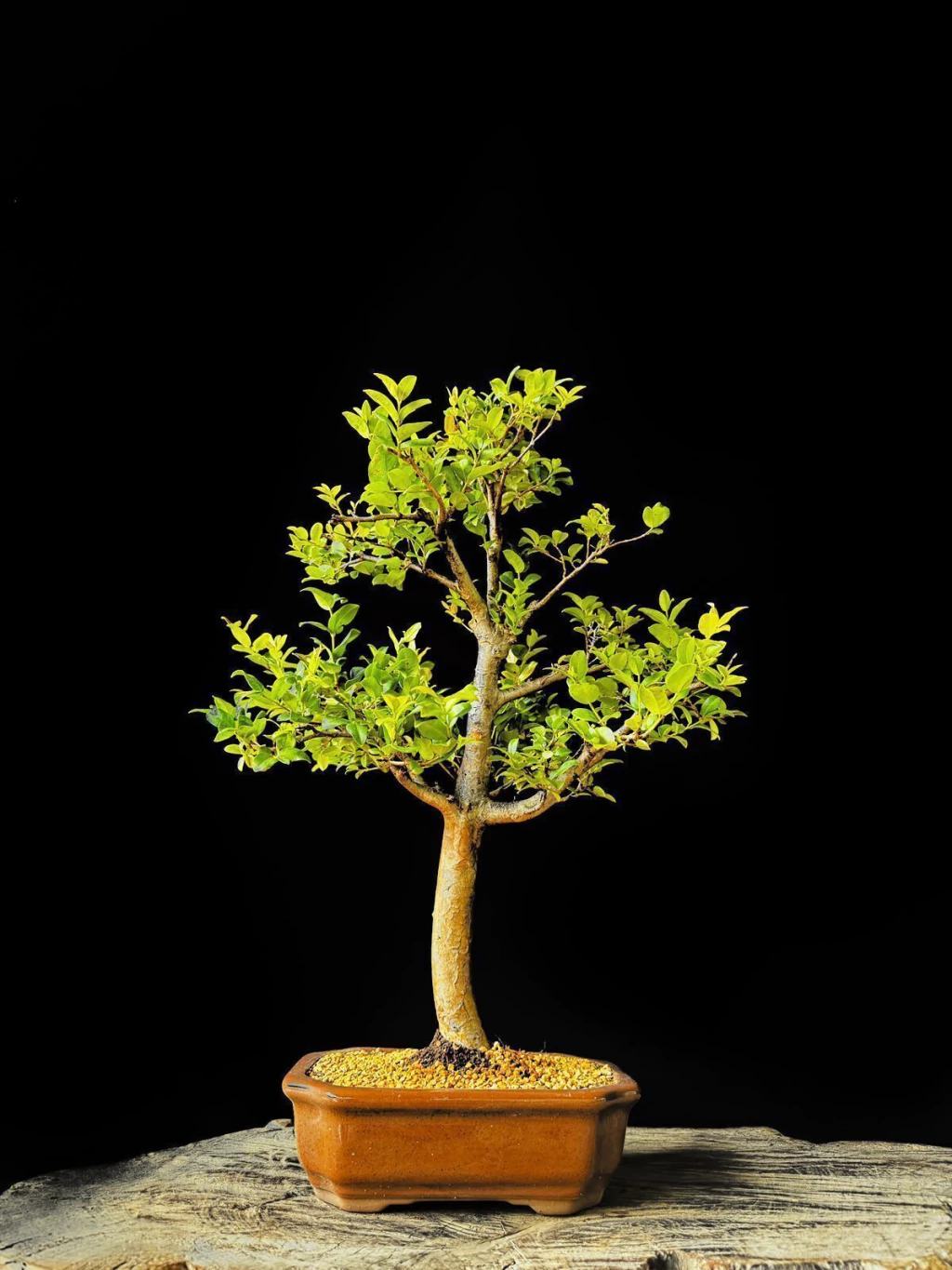 Bonsai de Jabuticaba 12 Anos - Exemplar D