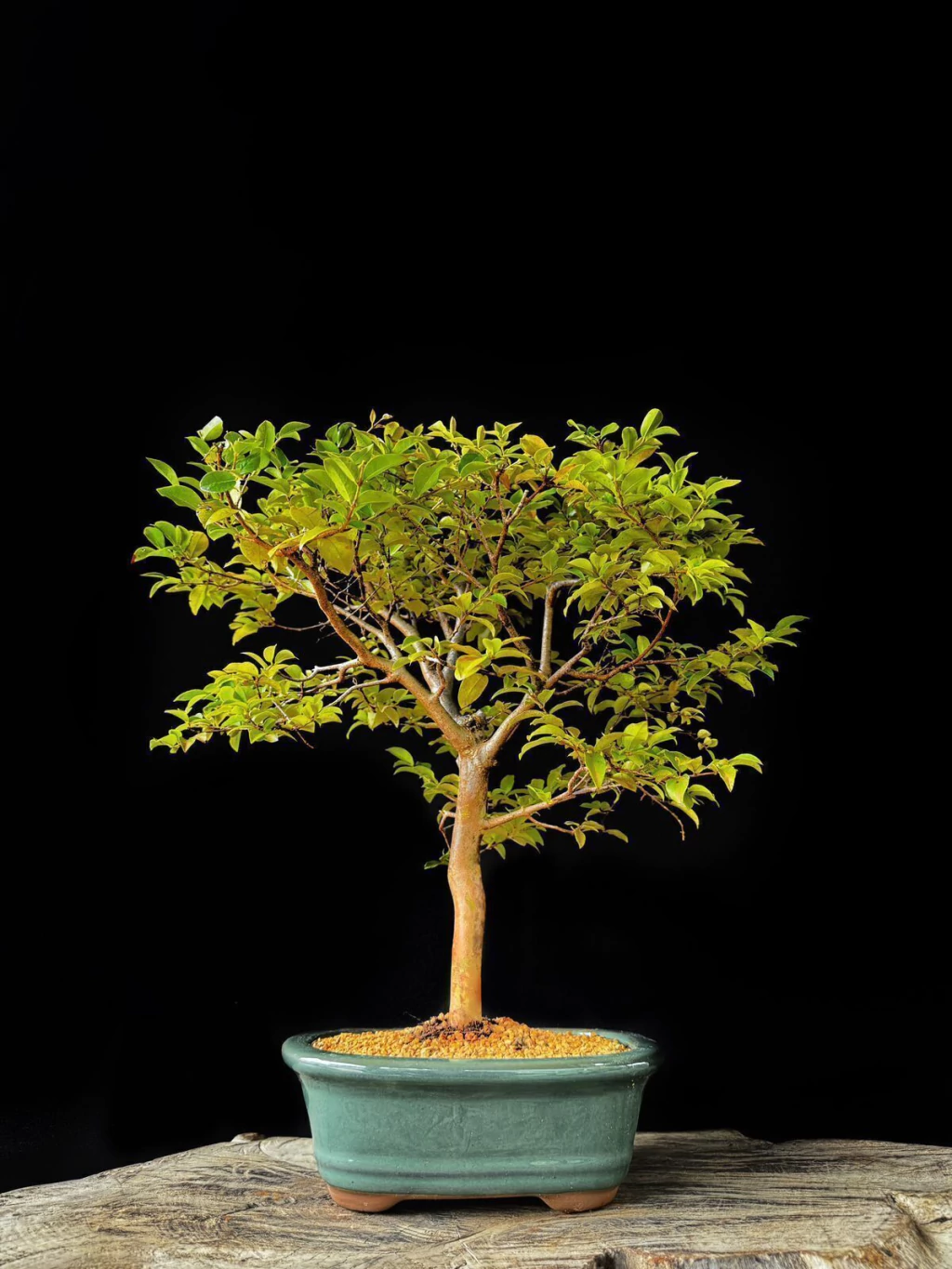 Bonsai de Jabuticaba 12 Anos - Exemplar E