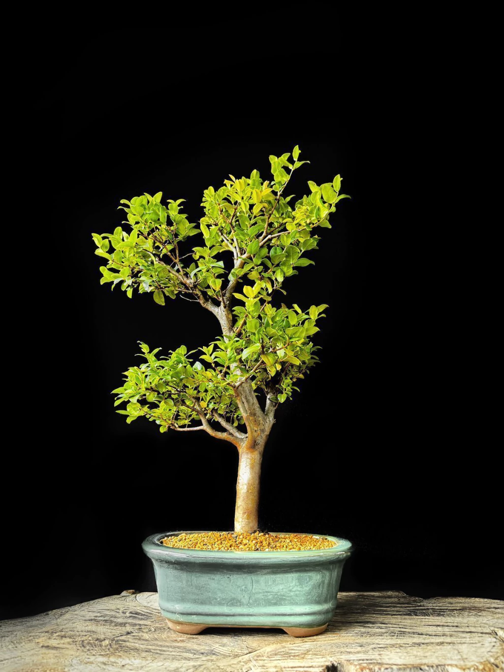 Bonsai de Jabuticaba 12 Anos - Exemplar F