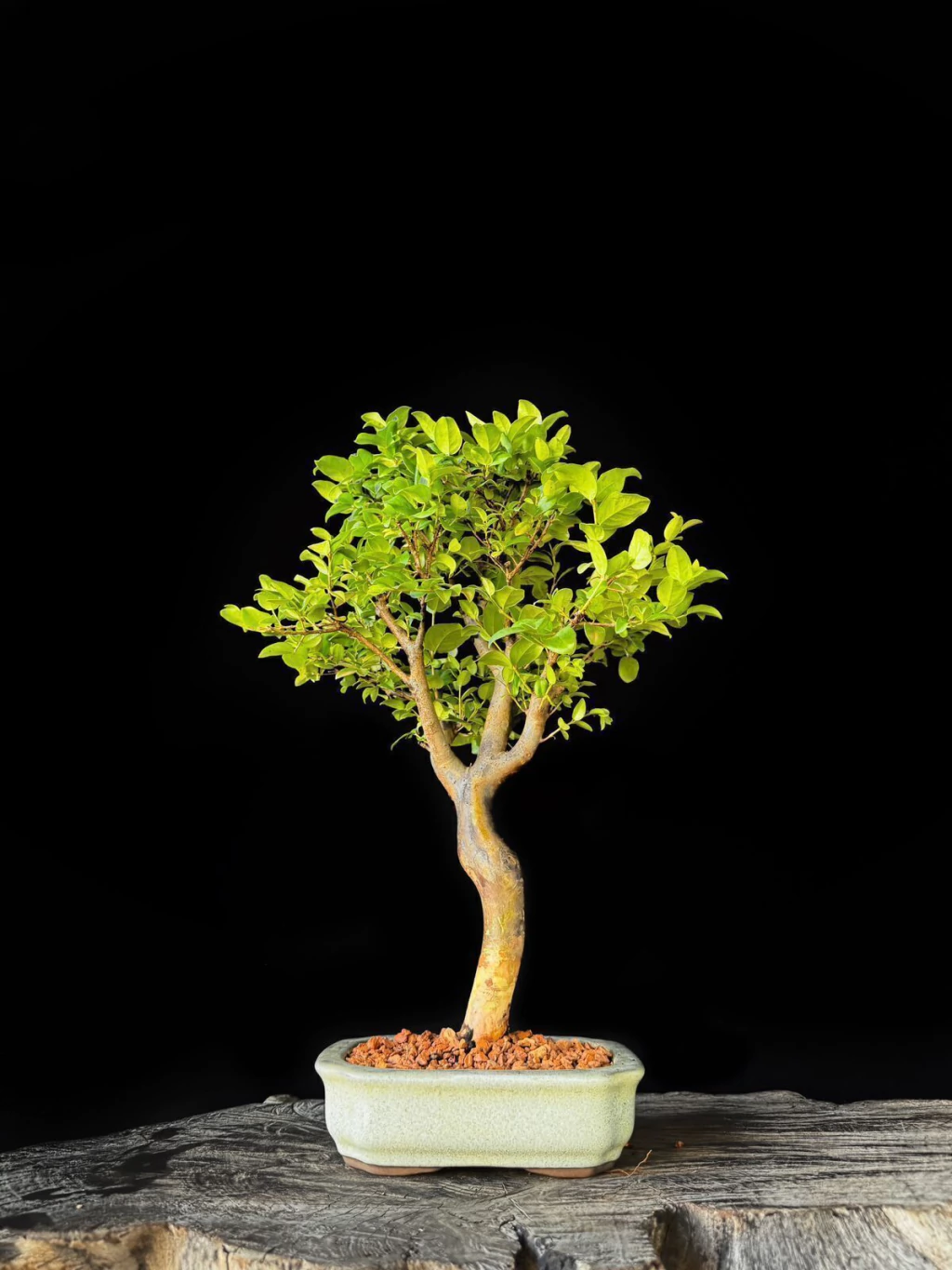 Bonsai de Jabuticaba 12 Anos - Exemplar H