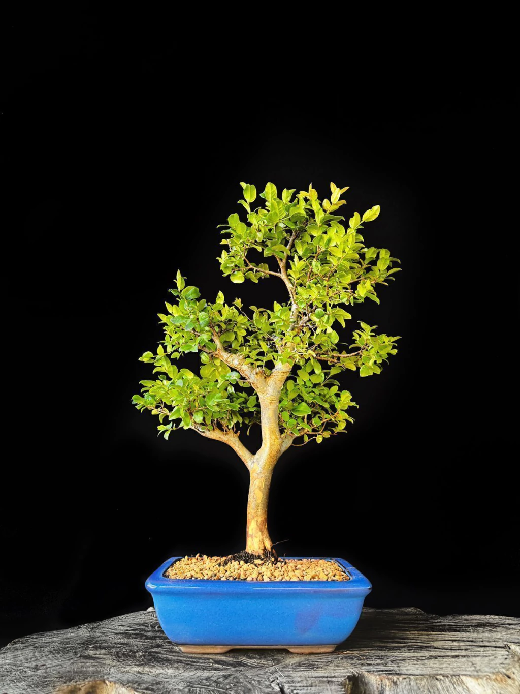 Bonsai de Jabuticaba 12 Anos - Exemplar I