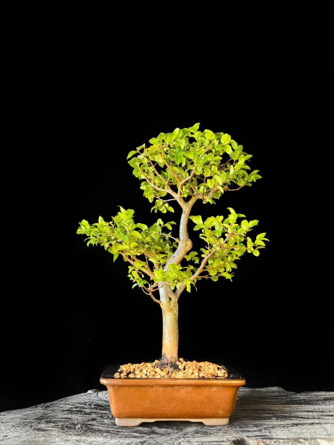 Bonsai de Jabuticaba 12 Anos - Exemplar J