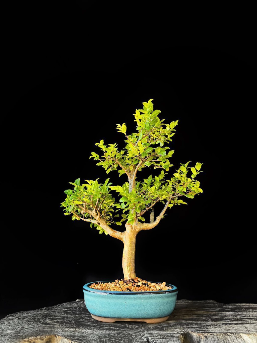 Bonsai de Jabuticaba 12 Anos - Exemplar K