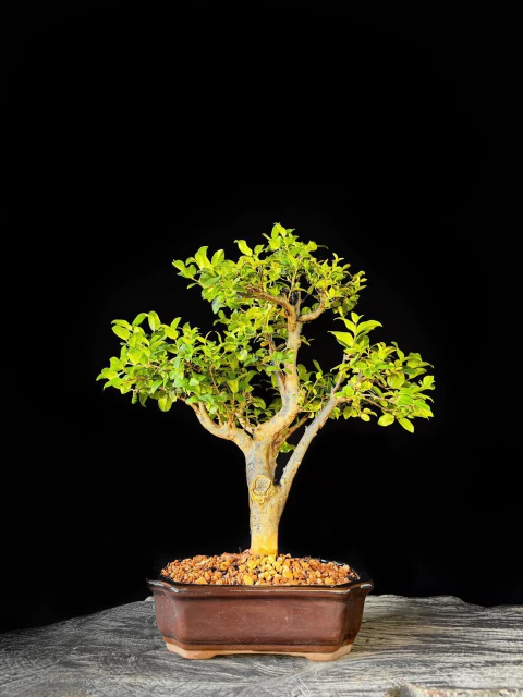 Bonsai de Jabuticaba 12 Anos - Exemplar L