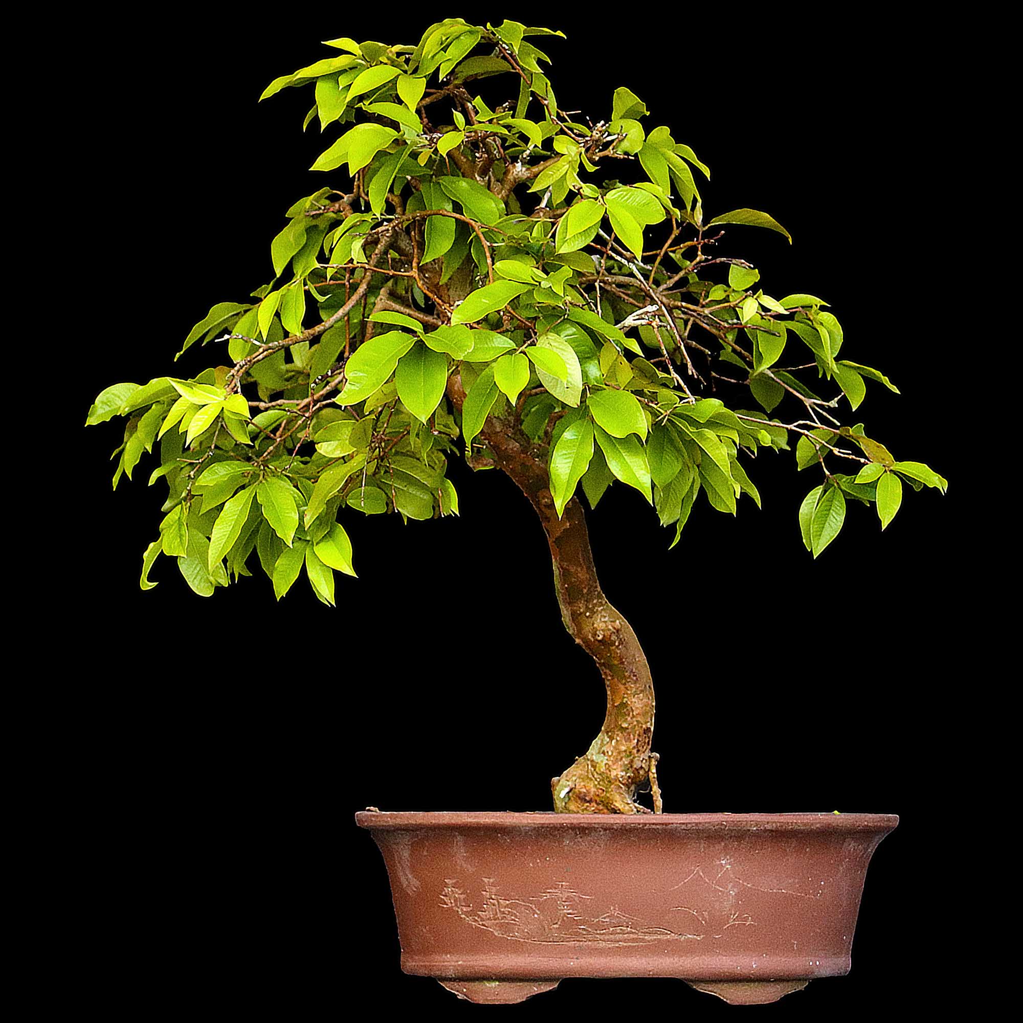 Jabuticabeira - 14 anos - 41cm