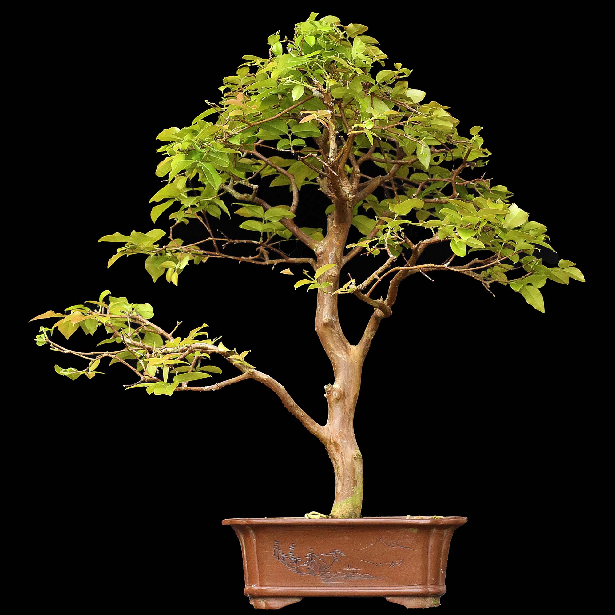 Jabuticabeira - 14 anos - 51cm