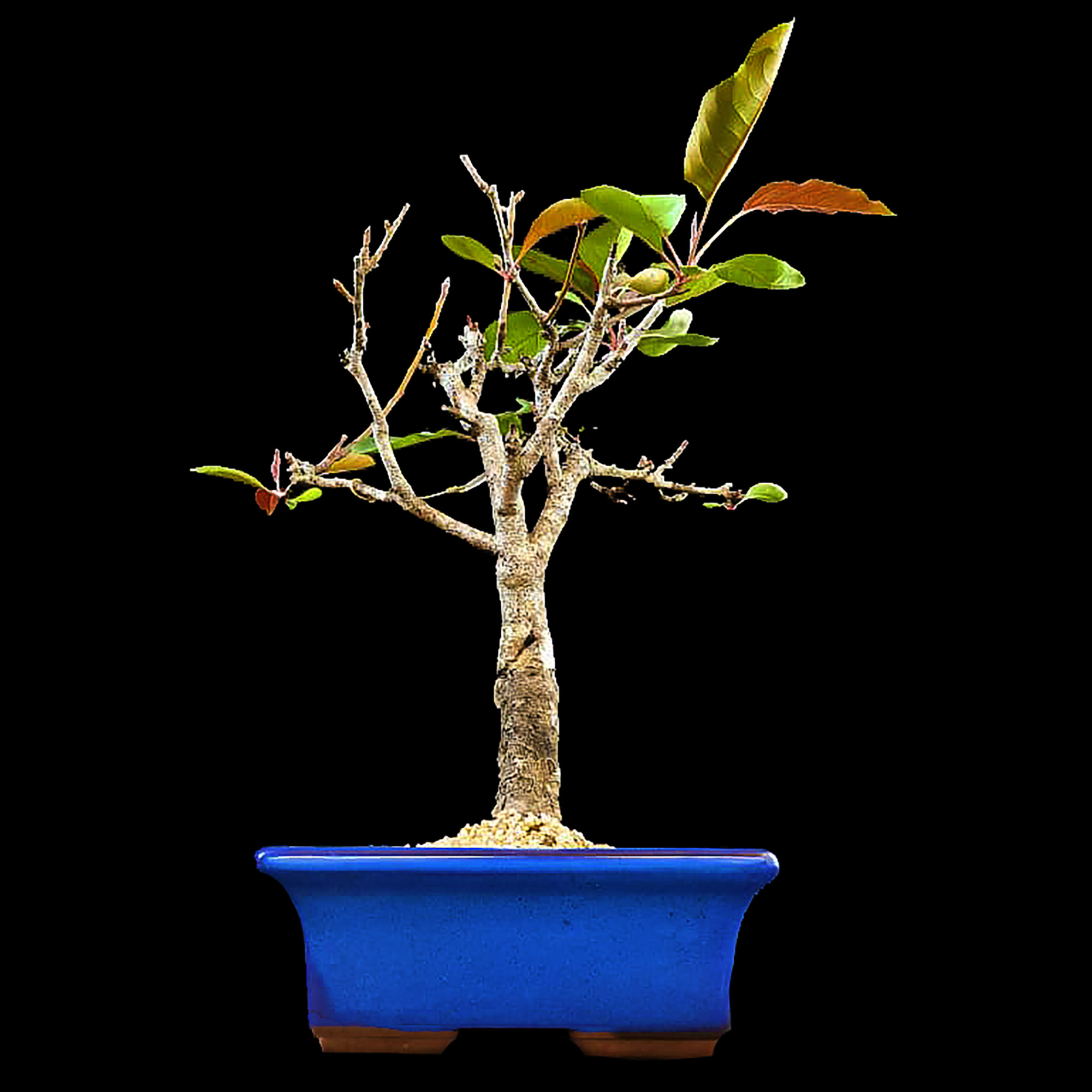 Macieira - 10 anos - 42cm