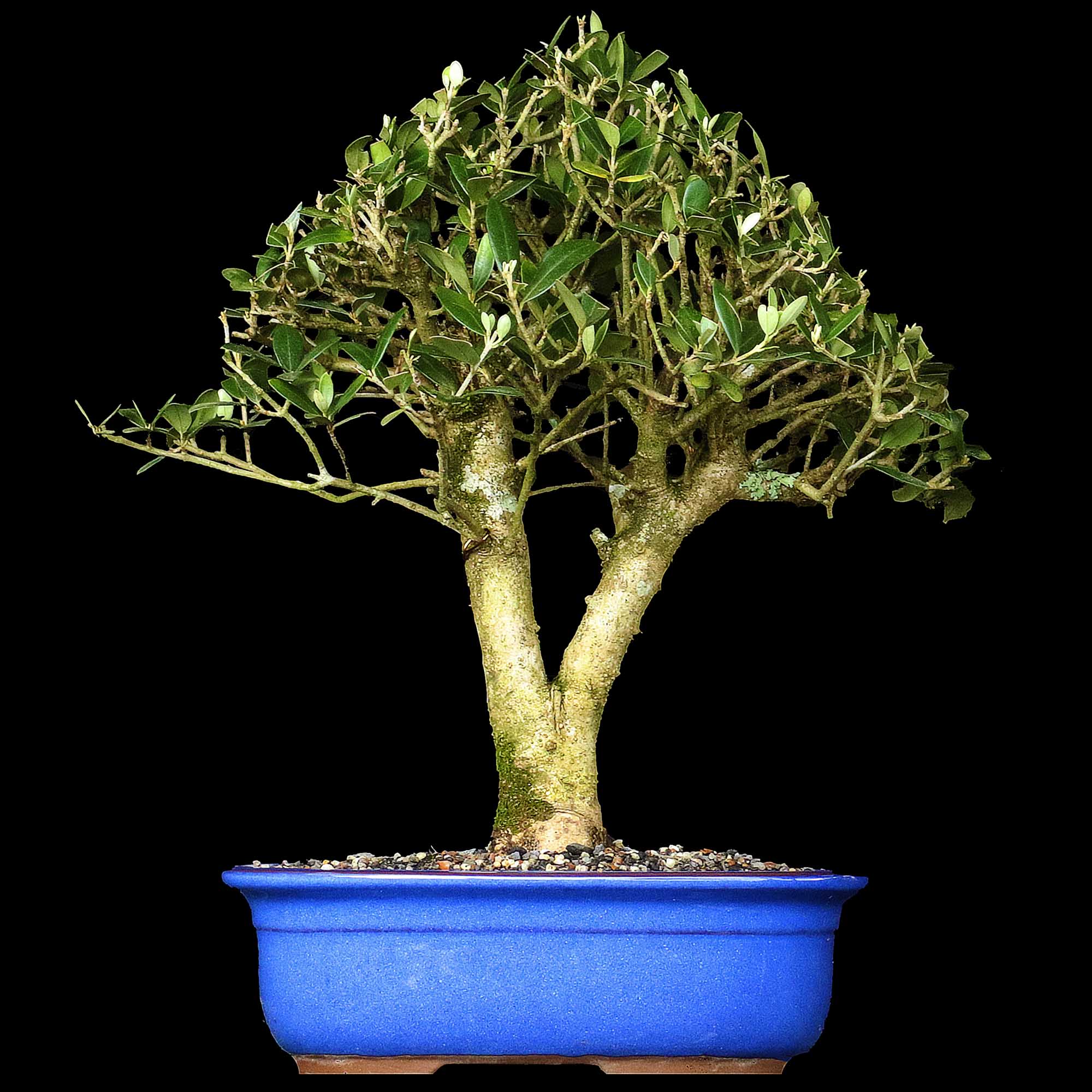 Oliveira - 15 anos - 41cm